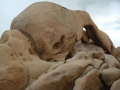 Joshua Tree NP
